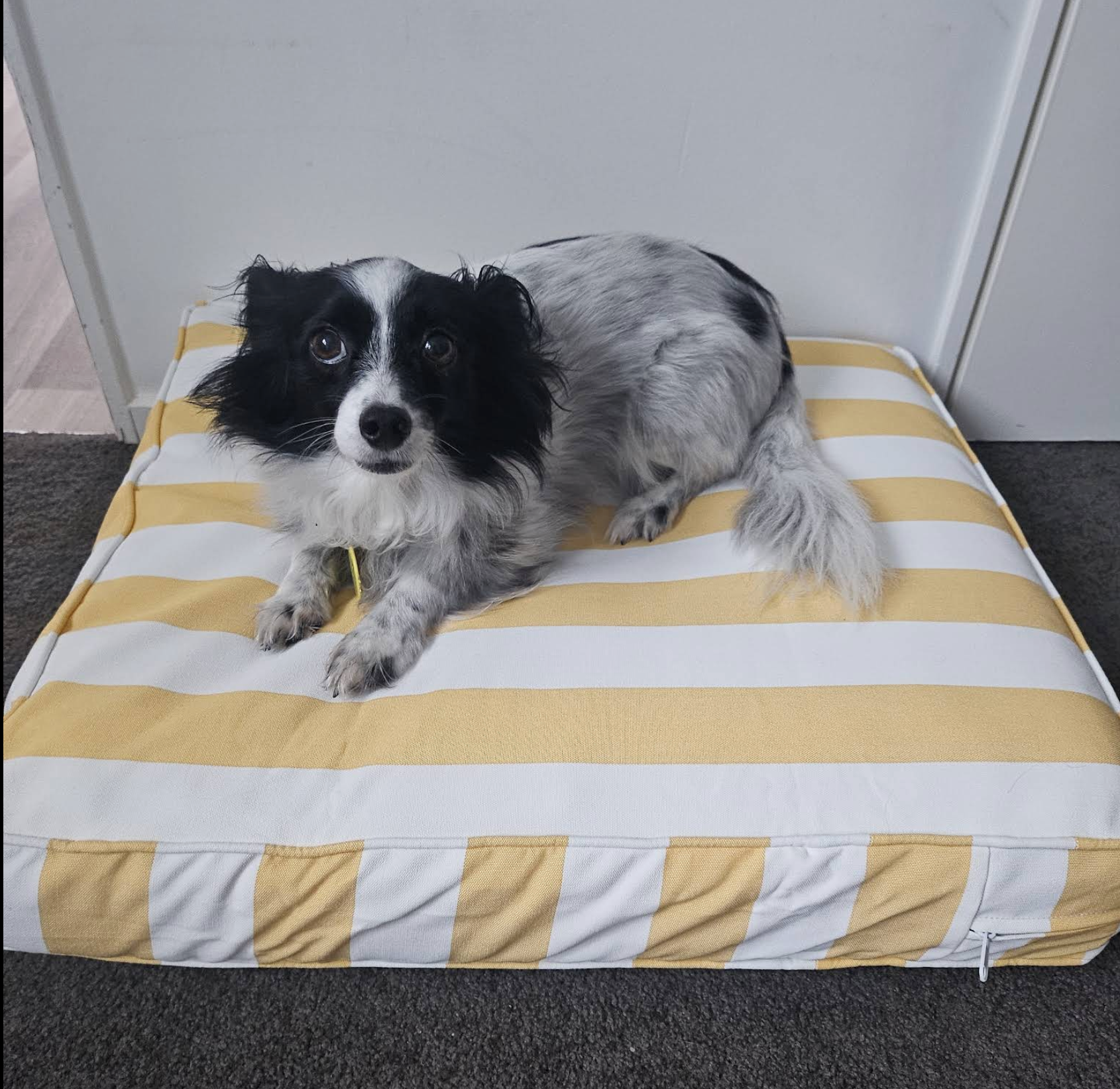 Yellow Stripe Custom Cushion Cover Review by Tamba Carleton